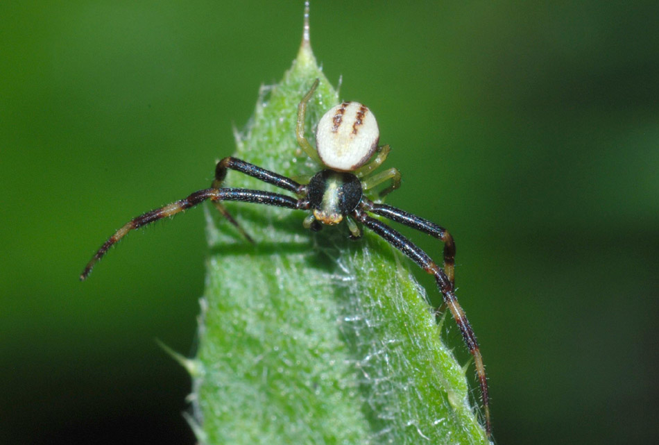 Misumena vatia; Araniella sp.